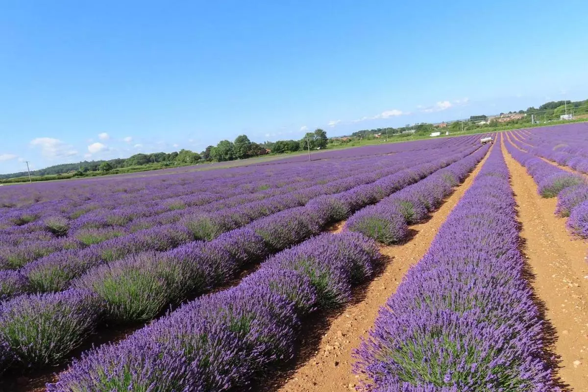 Norfolk Lavender 