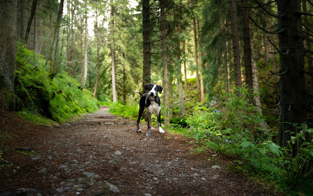 Walk through the amazing pine woods of thetford forest