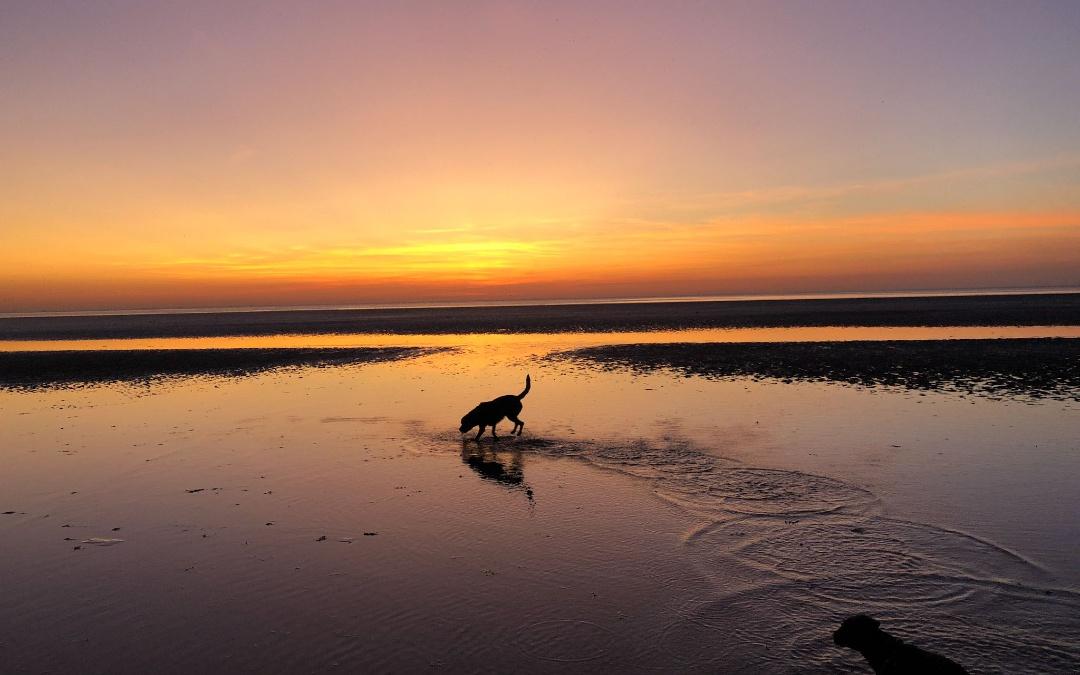 visit one of our many dog friendly beaches here at Hunstanton Glaping