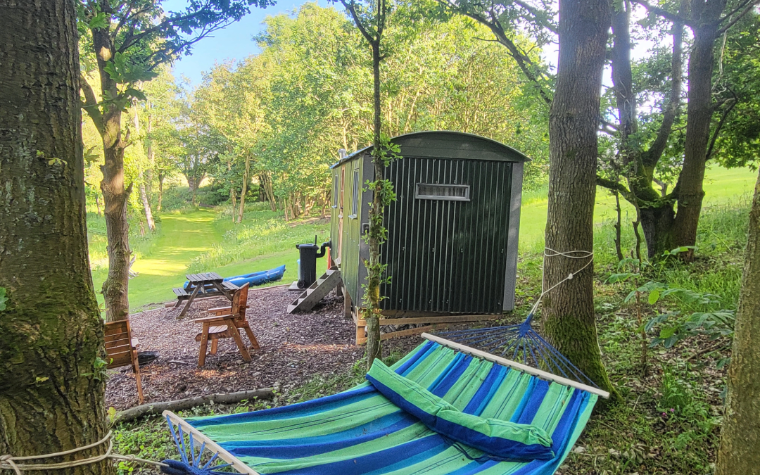 Relax in your hammock in the woods while glamping at Holt Hollow