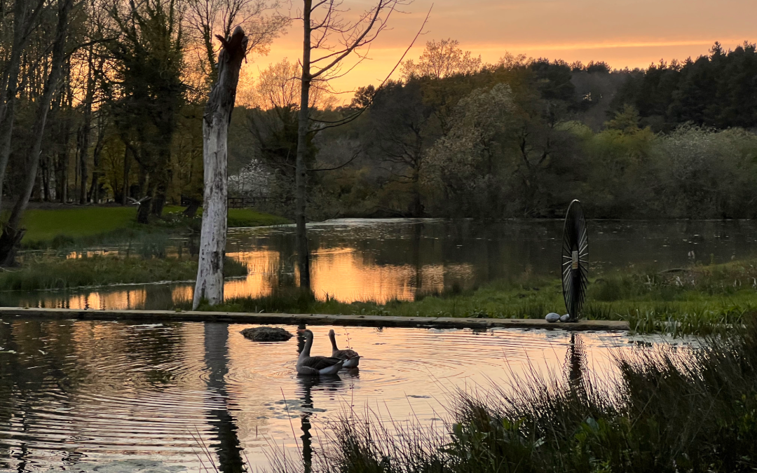 Beautiful muted sunset views over the lake with a family of geese
