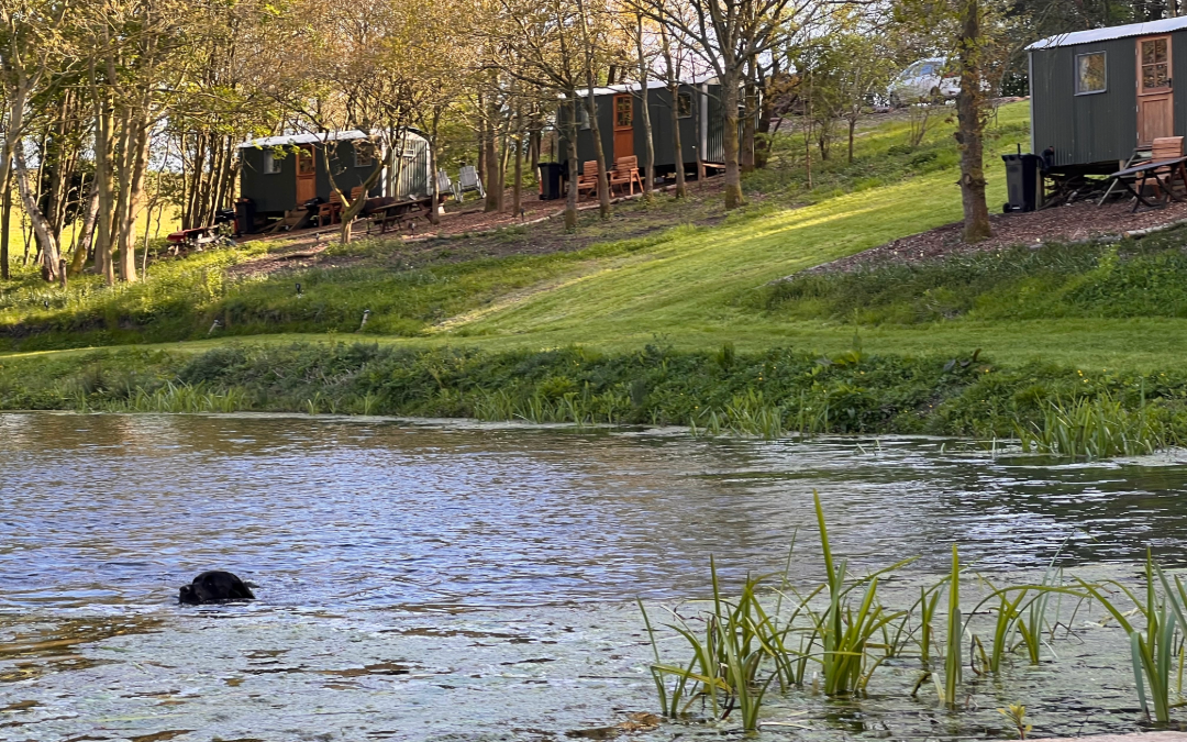 Dog swimming in the lake in front of holt glamping shepherds huts at holt hollow