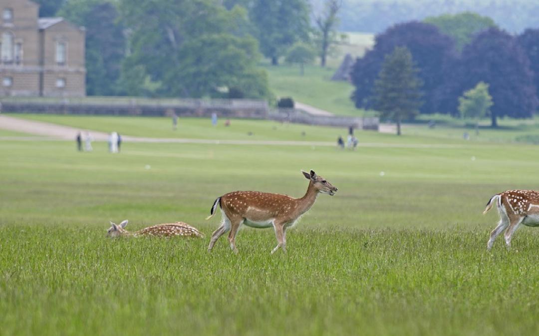 Visit North Norfolk At Holkham Deer Park