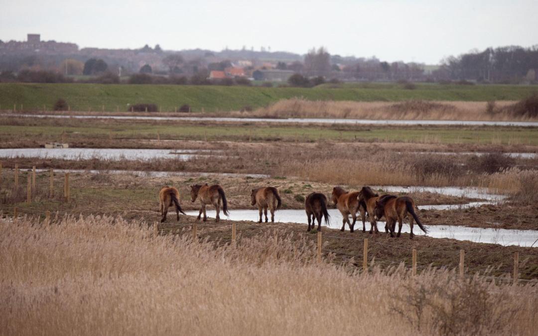 visit Wild Ken Hill, Heacham, Norfolk WildLife 