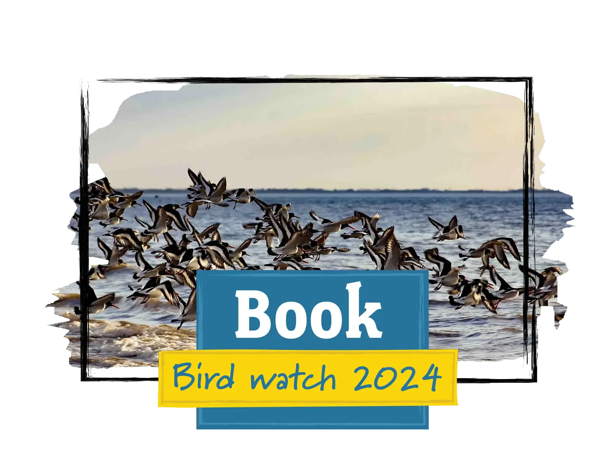 Bird watch 2024 to see birds flying over the norfolk coast