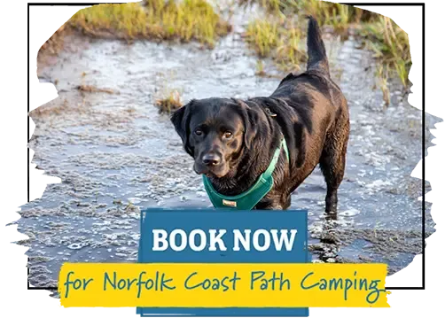 dog in water on the norfolk coastal path book now for norfolk coast path camping