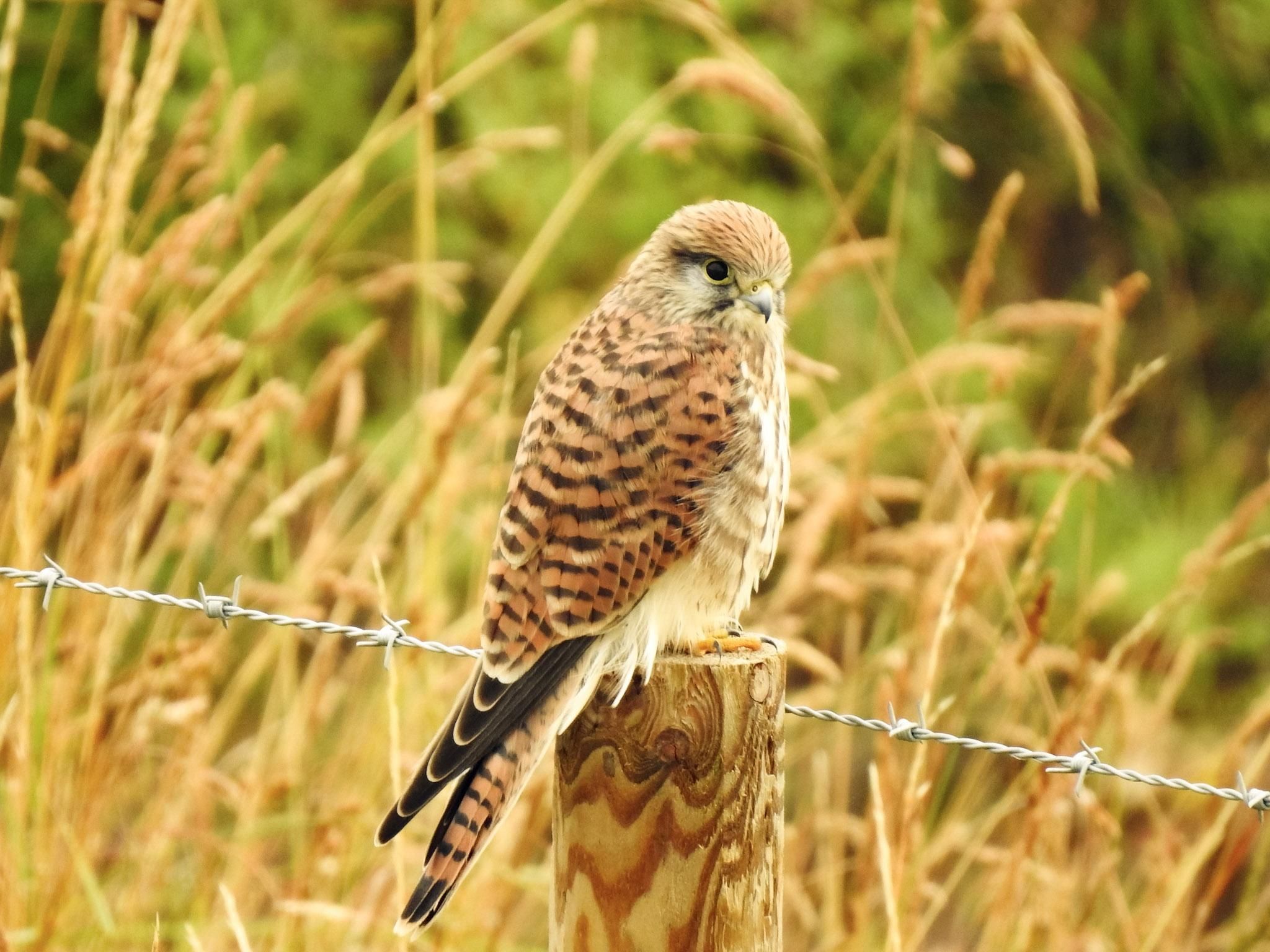 RSPB Titchwell Marsh Nature Reserve