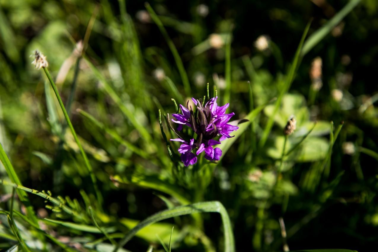  wildlife habitat and rural Camping