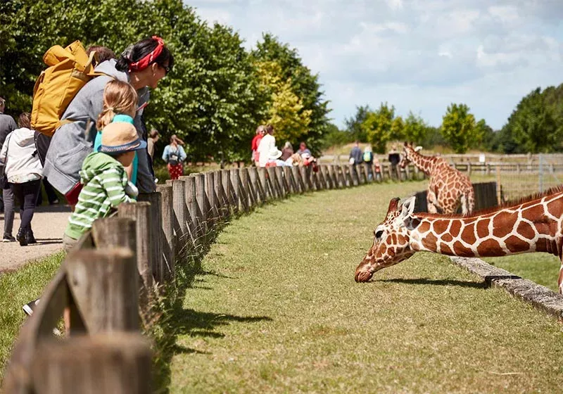 a family watching a giraffe at an enclosure at Banham Zoo