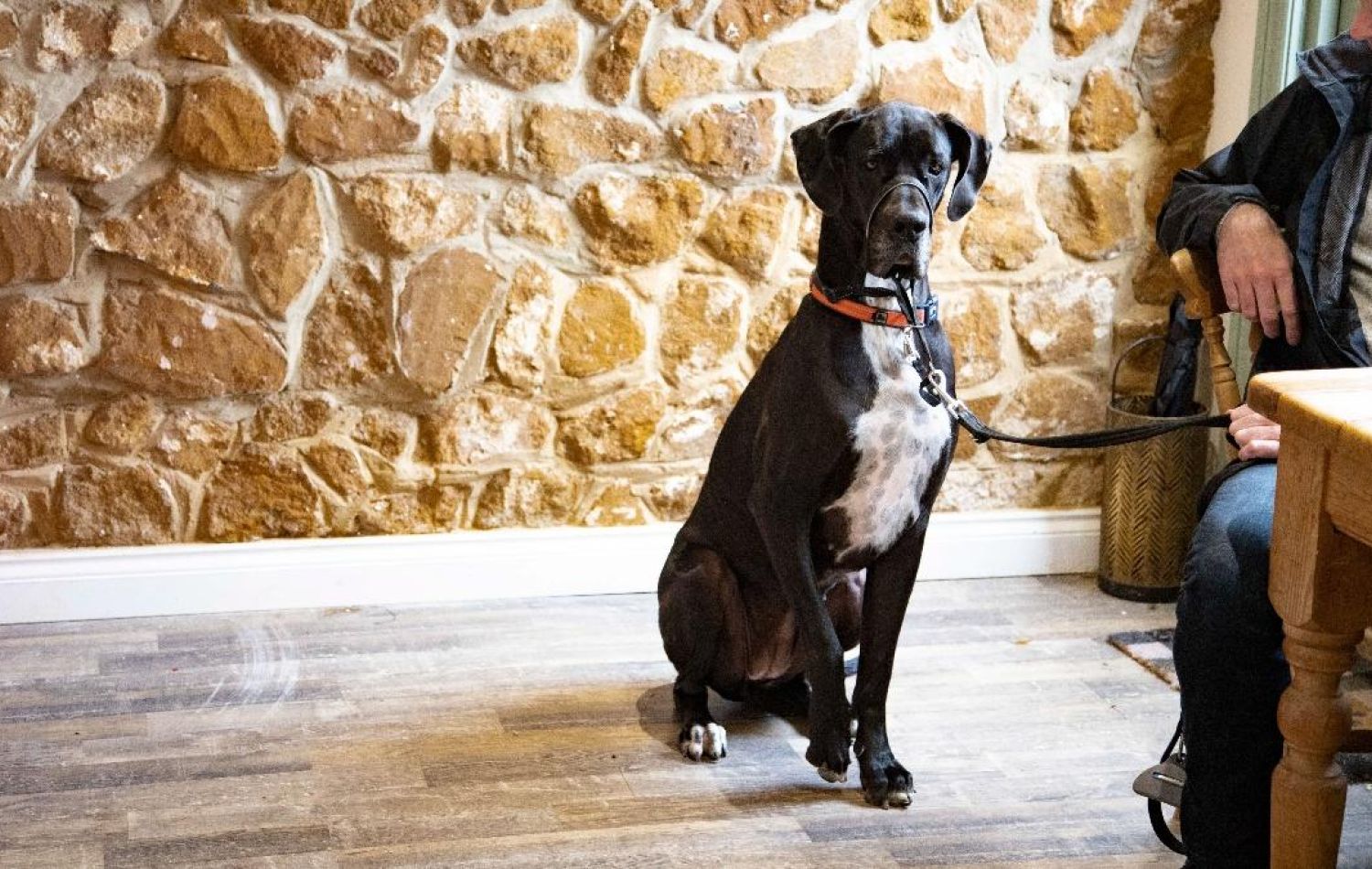 well behaved dog sat down in breakfast room