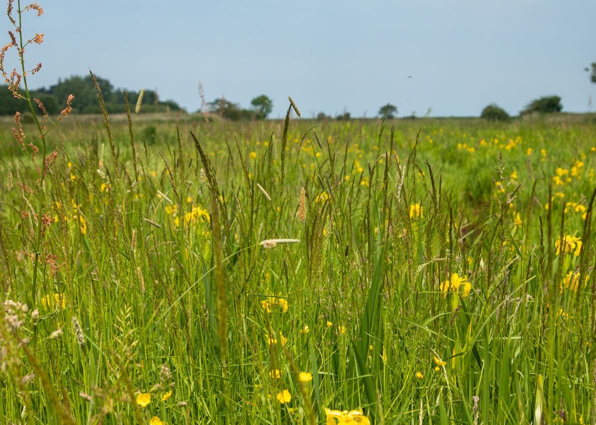  wildlife habitat and rural Camping