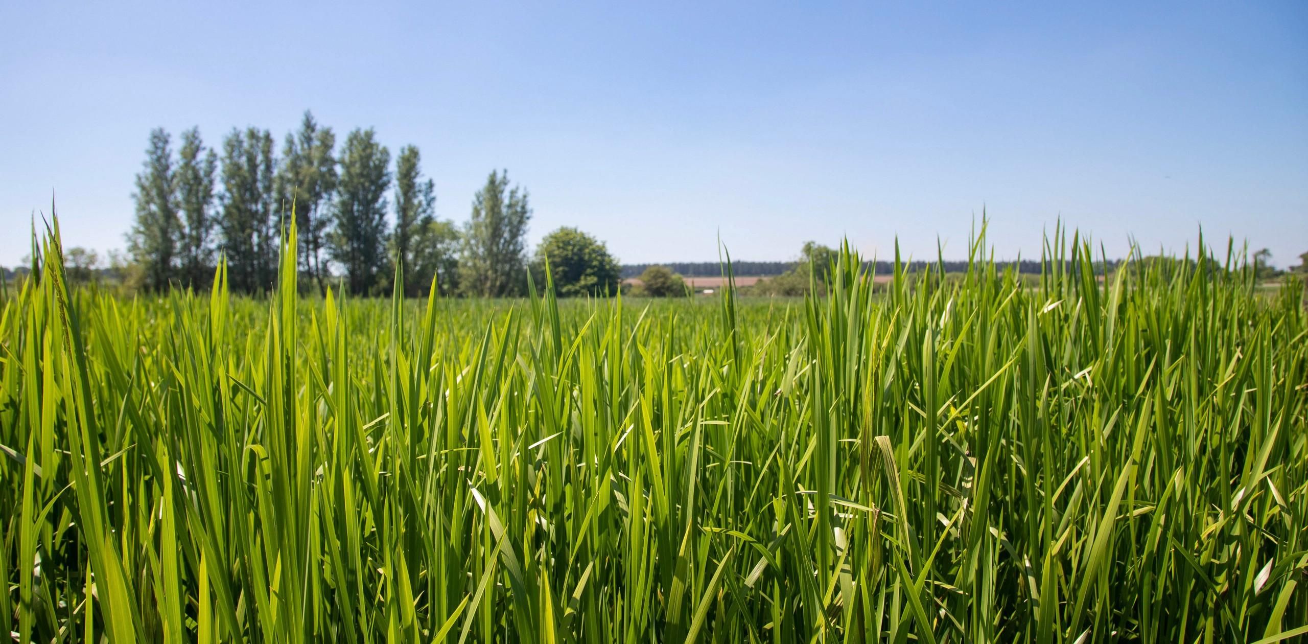  wildlife habitat and rural Camping