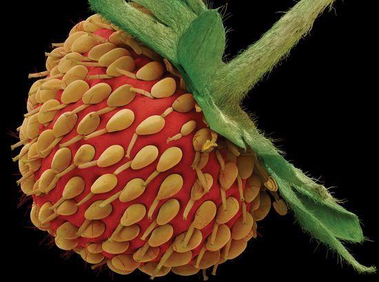 microscopic marvels microscope image of a strawberry