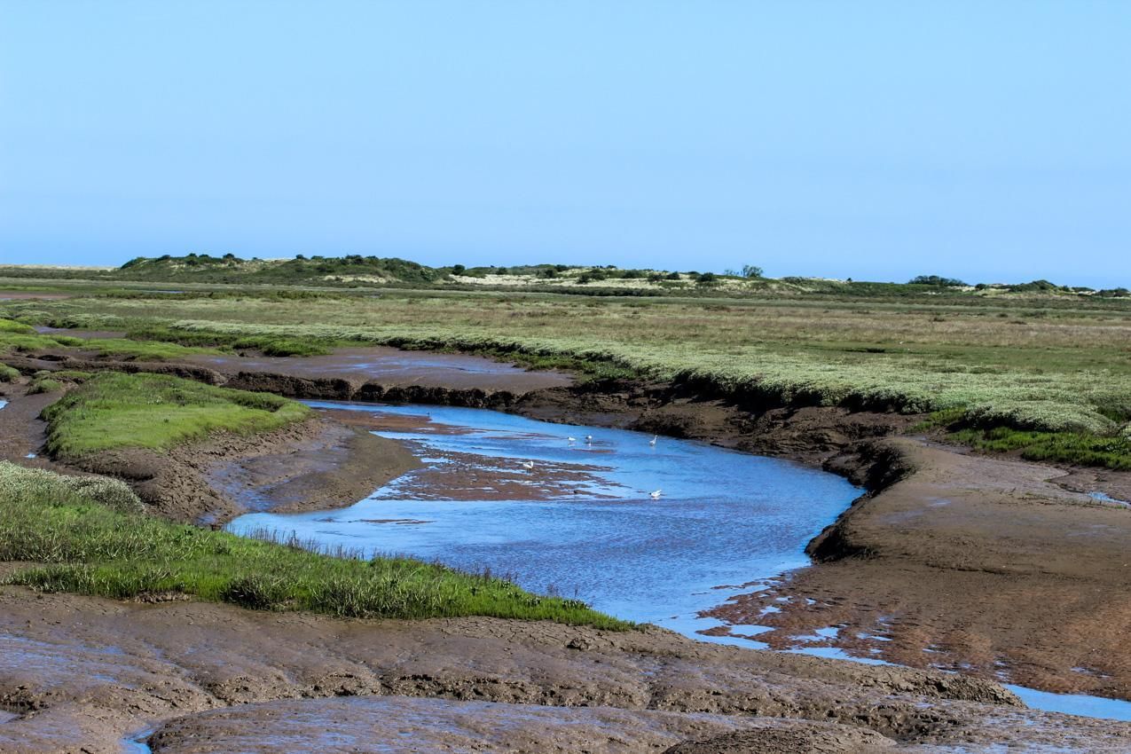 The marshlands of Norfolk with greenery and streams