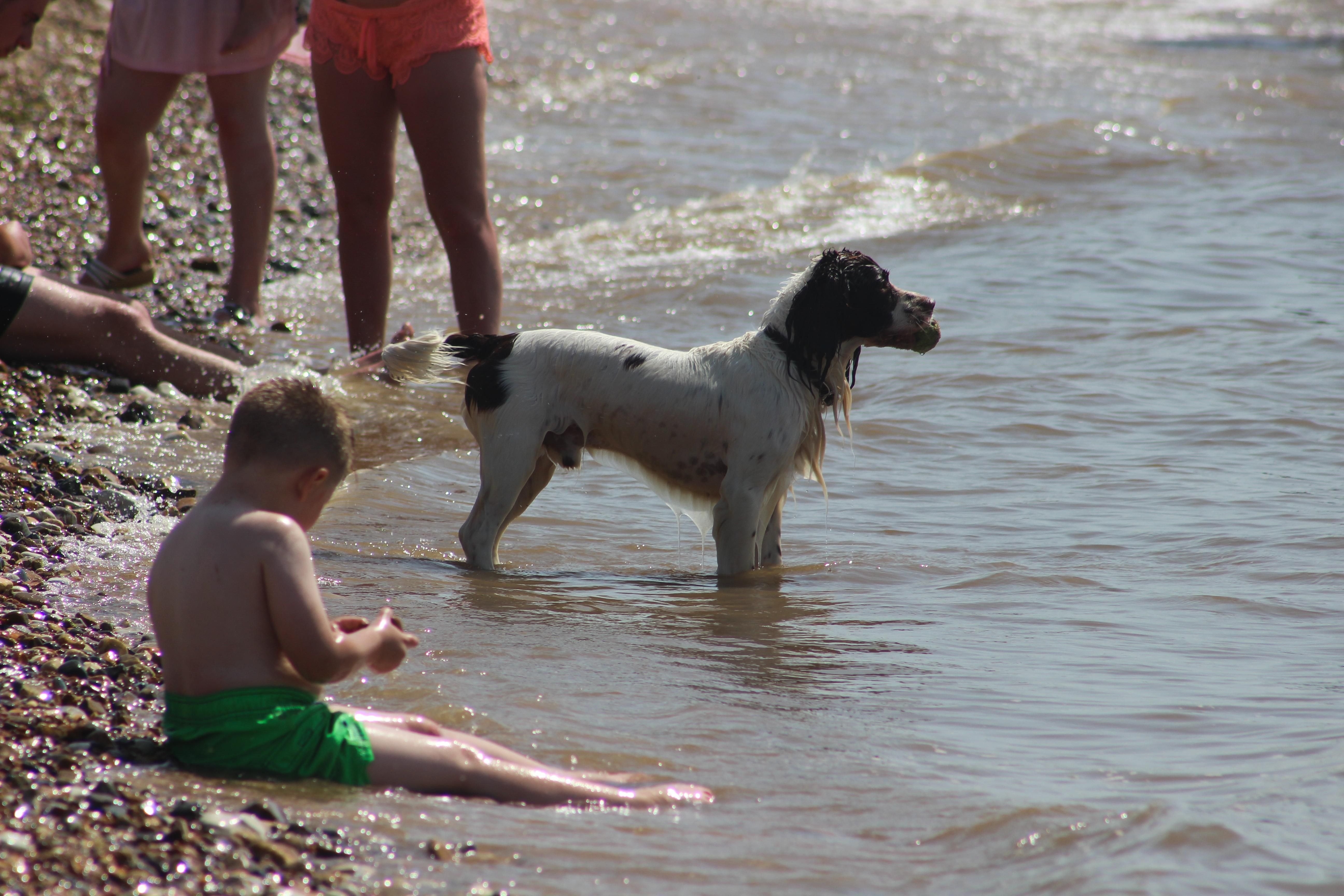 A dog with a ball in thier mouth enjoying paddling in the sea with children paling around on the srones